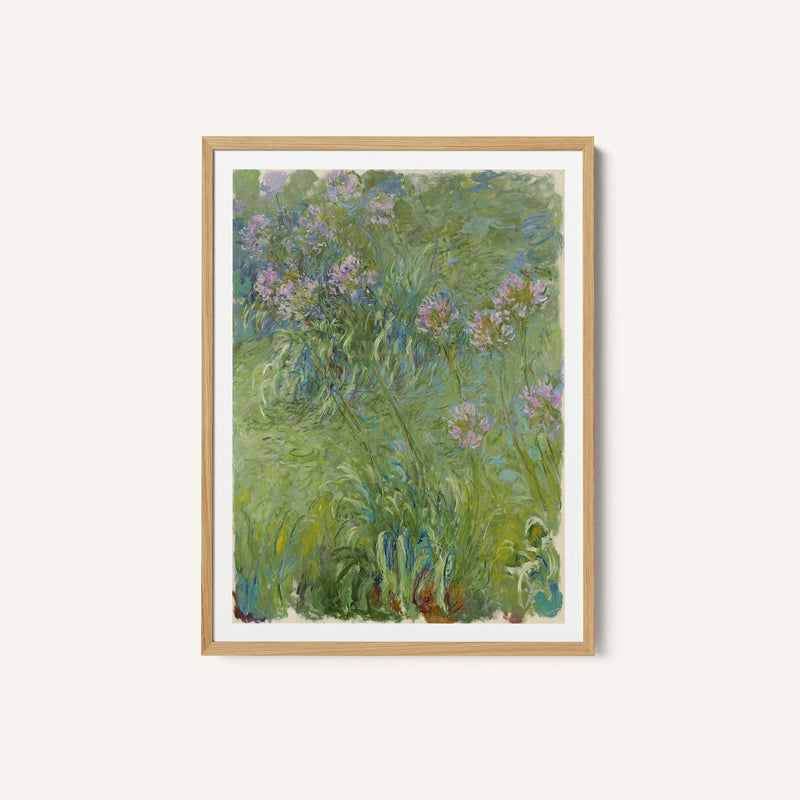 African Lily