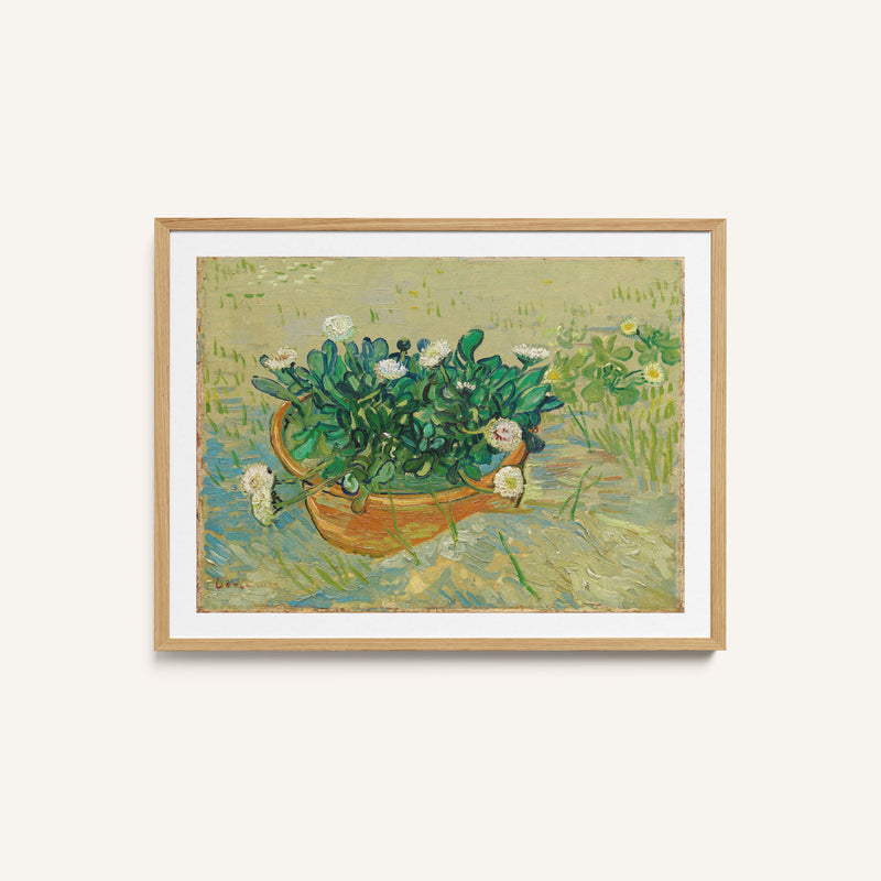 Daisies Arles