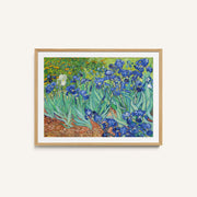 Irises – image 1