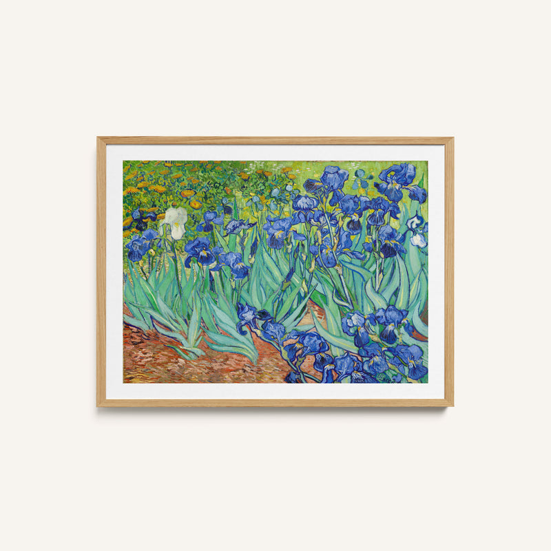 Irises