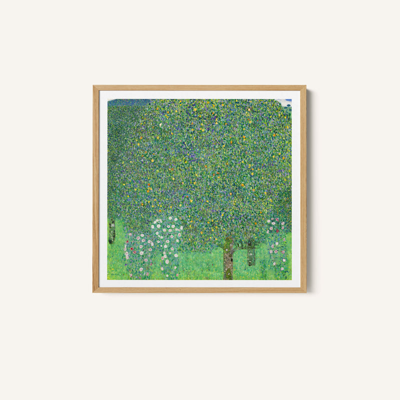 Rose Bushes Under Trees 1905