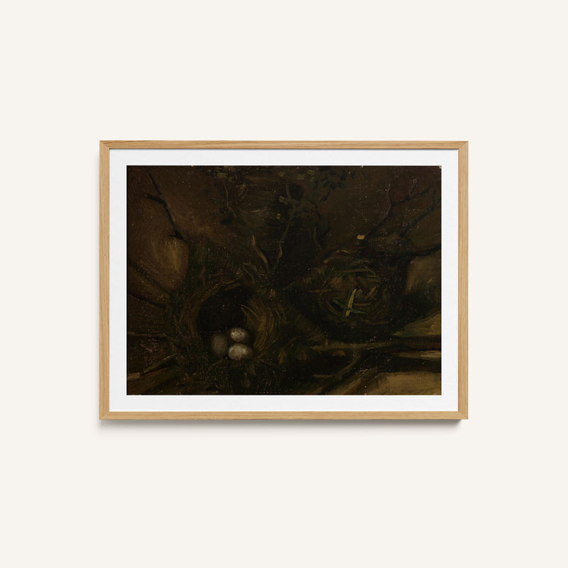 Bird Nests