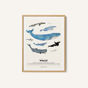 Whales – image 1