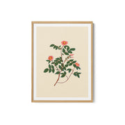 Wild Rose – image 2