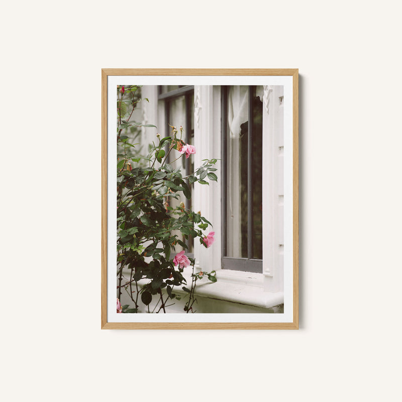 Westport Roses