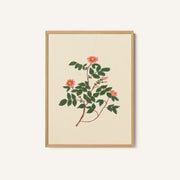 Wild Rose – image 1