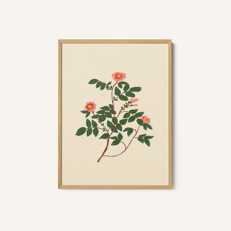 Wild Rose