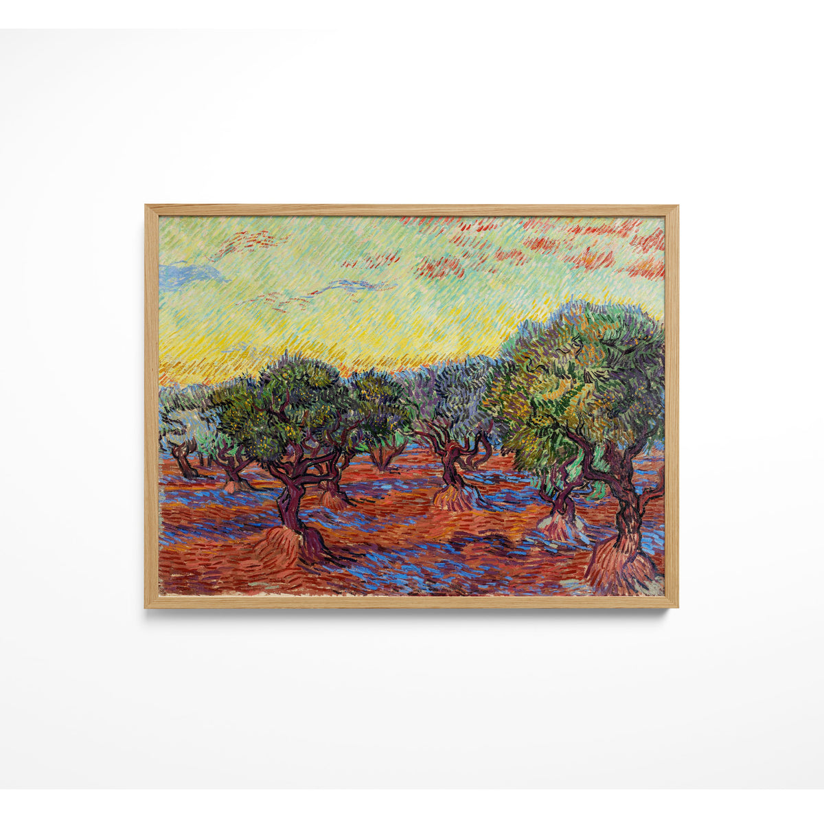 Olive Grove