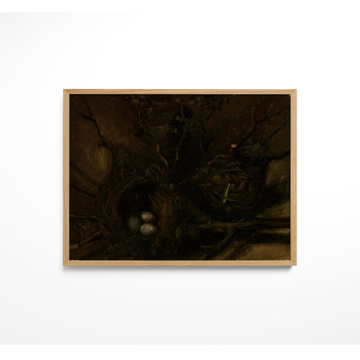 Bird Nests