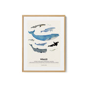 Whales – image 2