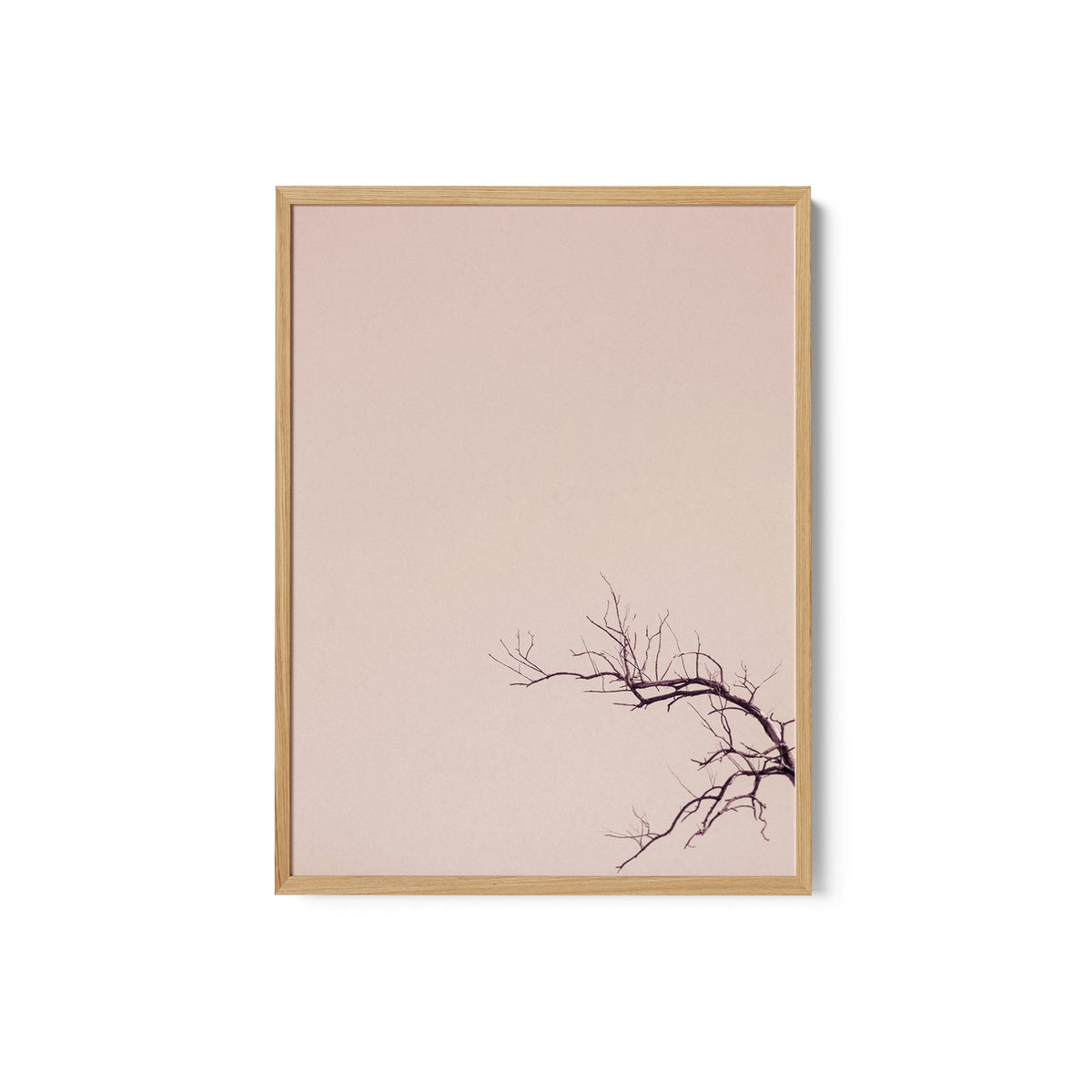 Winter Branches And A Pink Sky
